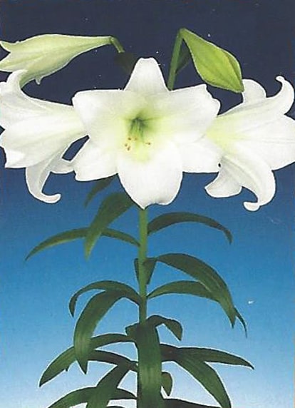 White Heaven